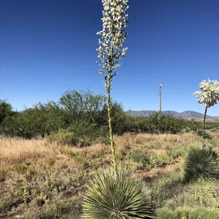Yucca