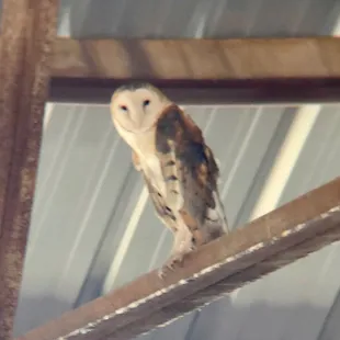 Barn Owl
