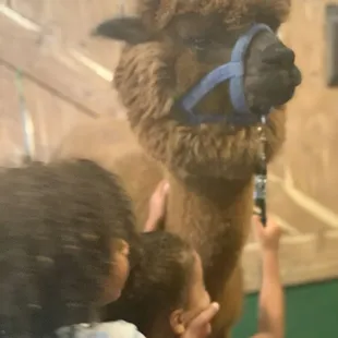 YaYa's Alpaca farm September 2023