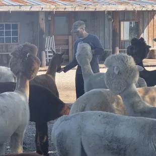 YaYa's Alpaca farm September 2023