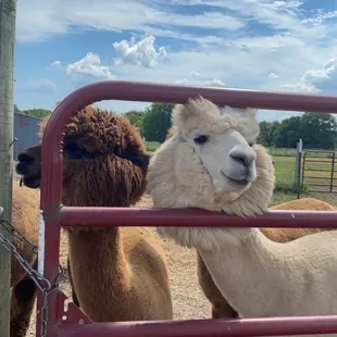 The sweetest little faces