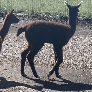 Alpaca