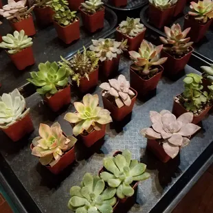 Adorable succulents
