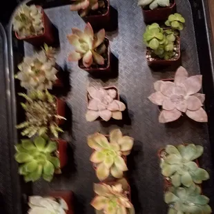 More succulents