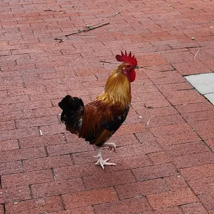 Yep, we're in Ybor City!