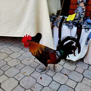 a rooster standing on the pavement