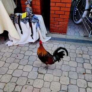 a rooster on the sidewalk