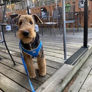 Waiting for his dog burger!