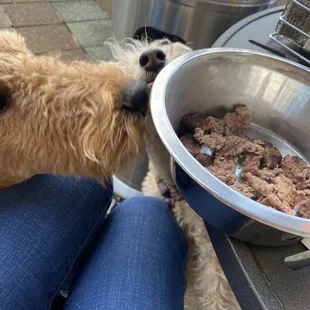 Dog friendly patio