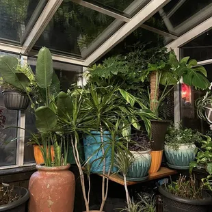 a variety of potted plants