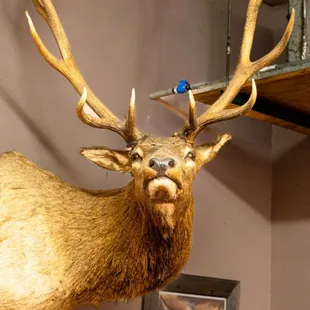 a deer head mounted on a wall