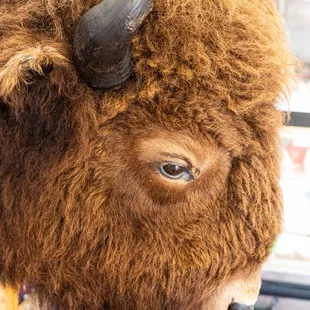 a bison's head