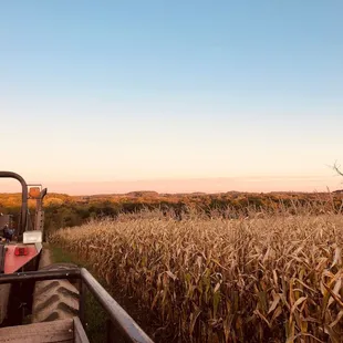 The view on the hayride