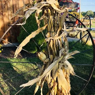 Outside of the barns