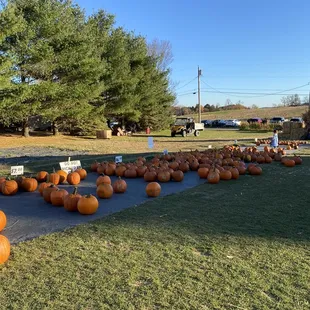 pumpkin picking area