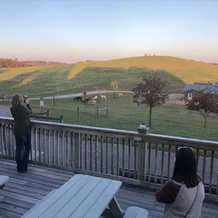 Llamas in the back ground