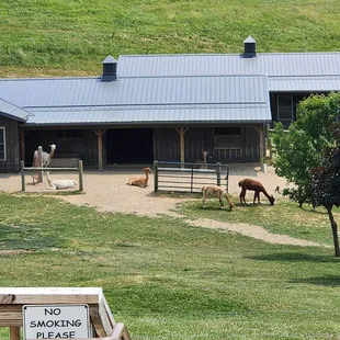 goats grazing in a fenced in area