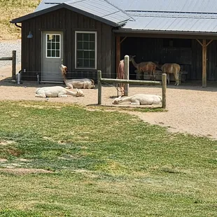 a barn with a horse in the background