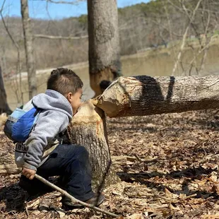 Beavers have been busy.