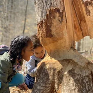 Beavers have been busy.