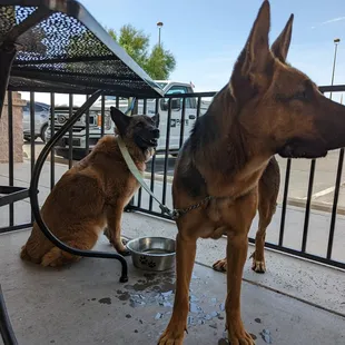 Dog-friendly patio