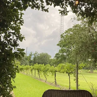 a wicker bench in a vineyard