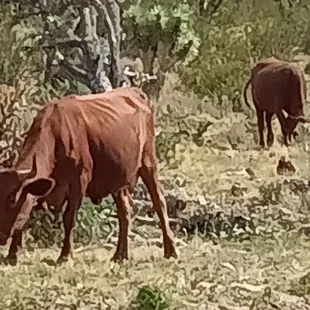 two cows grazing in a field