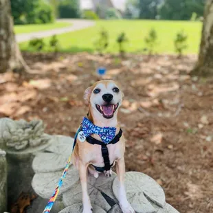 Hounds on the Grounds