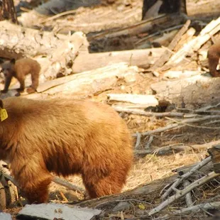 Yosemite Bears