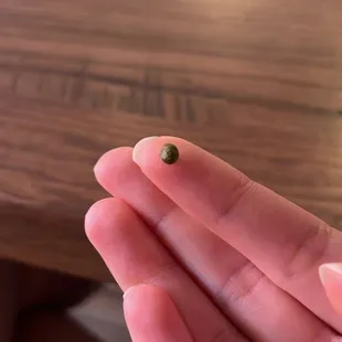 a ladybug in a persons hand