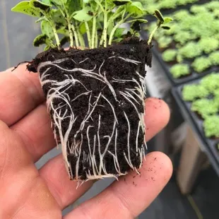 Fantastic Roots for Basil