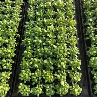 Basil Plugs ready for planting