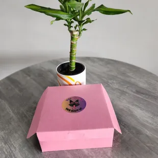 a plant in a pink box