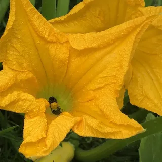 Mary P.