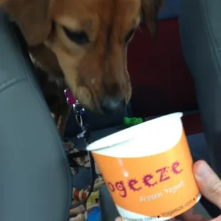 Coming home from the vet...