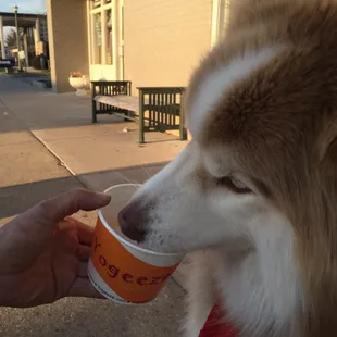 Dogs are enjoying it to!