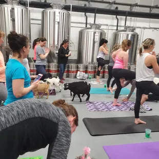 Yoga and goats at Streetside brewery!