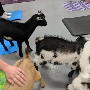 Goats everywhere