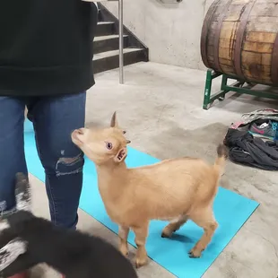 Baby goat
