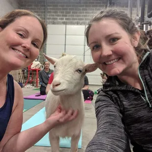 Goat selfies