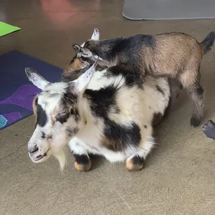 Baby goat learning goat yoga on mommy's back