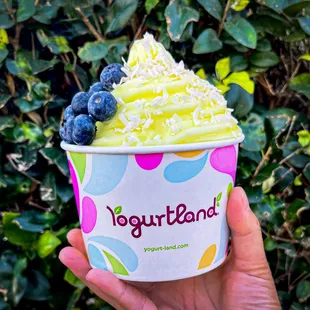 Our new light &amp; refreshing Lemon Sorbet is a delicious non-fat and vegan treat everyone can enjoy. Limited time only while supplies last.