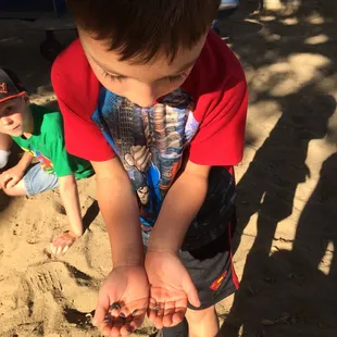 Gathering rollie pollies.
