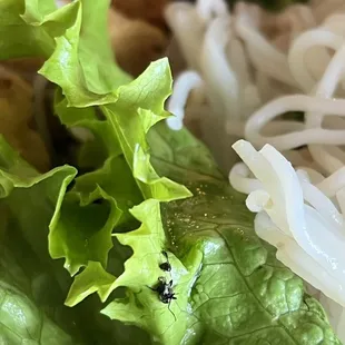 Closer pic of bug on lettuce :