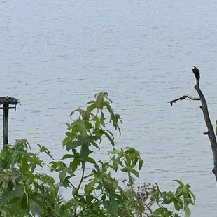 Osprey!