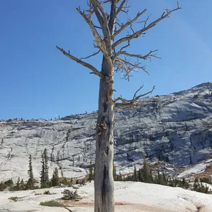 And dead trees are common too. You'd think they could afford a landscaper in this place!?