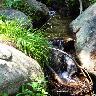 A nice little stream bubbling out of the ground