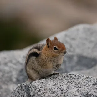 Golden mantled ground squirrel