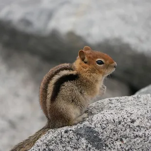 Golden mantled ground squirrel