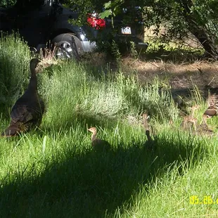 mama turkey and her new babies